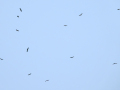2025-06-12-Katwijk-ValeGieren-PetraSonius-DSC02611