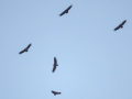 2025-06-12-Katwijk-ValeGieren-PetraSonius-DSC02632