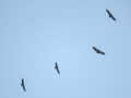 2025-06-12-Katwijk-ValeGieren-PetraSonius-DSC02635
