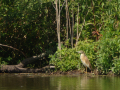 2025-06-12-Oegstgeest-Ralreiger-PetraSonius-DSC02822