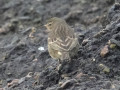 DSC00447