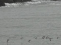 DSC00494