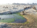 003 DSC02192 Haasveld.