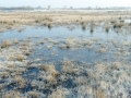 005 DSC02205 Haasveld.