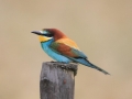 Bijeneter 2016-05-12 Alentejo Portugal IMG_4130 - Copy