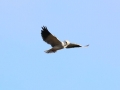 Grijze wouw 2016-05-11 Alentejo Portugal IMG_3997 - Copy