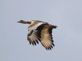 Grote trap 2016-05-12 Alentejo Portugal IMG_4108 - Copy