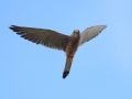 Kleine torenvalk 2016-05-09 Alentejo Portugal IMG_3323 - Copy