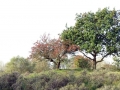 DSC01075 Kromboomsveld.