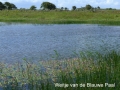 032 weitje van de Blauwe Paal-2 juli 2016