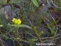 035 egelboterbloem Haasveld