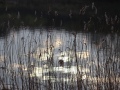 image10
