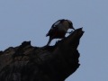 image11