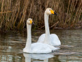 20250126-AWD-Pannenland-2