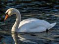 20250126-AWD-Pannenland-3