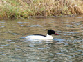 20250126-AWD-Pannenland-4