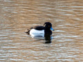 20250126-AWD-Pannenland-5