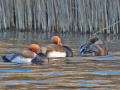Krooneenden1_21198811111