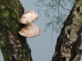 023 DSC07937 Berkenzwam.