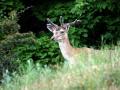 06-DSC07056-