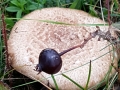 Bottels Duinroosje en Parasolzwam
