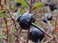 Bottels Duinroosje