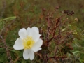 Duinroosje