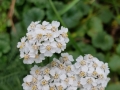 Duizendblad