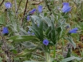 Slangekruid
