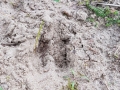 Sporen Ree