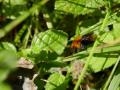 Hommel