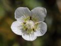 Parnassia