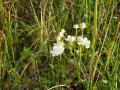 Pol-Parnassia
