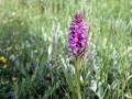 02-DSC07571-Rietorchis.
