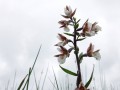 04-DSC07739-.