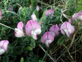 06-DSC07666-.