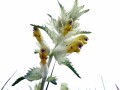 20-DSC07794-.