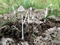 31-DSC07903-Witte-