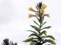 32-DSC07748