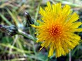 33-DSC03301-Ruwe-Melkdistel
