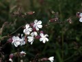 35-DSC07933-