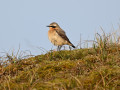 D6S_7499_