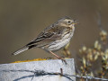 D6S_7571_