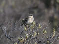 D6S_7577_