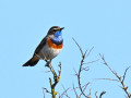 D6S_7695_Blauwborst