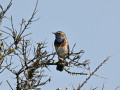 D6S_7737_Blauwborst