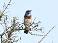 D6S_7742_Blauwborst