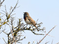 D6S_7750_Blauwborst