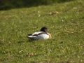 8231-bergeend