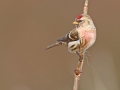 Grote-Barmsijs_1